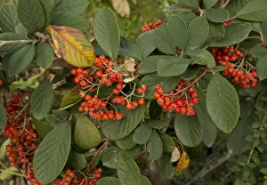 Oriental Prints: Late Cotoneaster (Cotoneaster lacteus) close-up of fruit and leaves