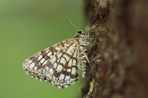 Pyrenees Prints: Latticed Heath (Chiasmia clathrata) adult