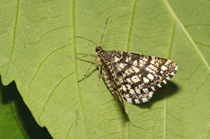 Latticed Heath (Chiasmia clathrata) adult, clinging to underside of leaf, Priory Water Nature Reserve, Leicestershire