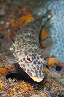 Reefs Prints: Latticed Sandperch (Parapercis clathrata) adult
