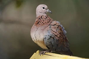 Sitting Prints: Laughing Dove (Streptopelia senegalensis) adult, perched on wood, Gambia, january