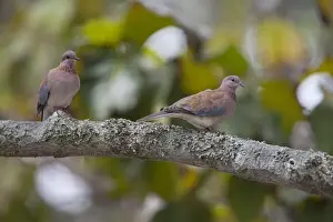 Doves Prints: Laughing Dove (Streptopelia senegalensis) adult pair, perched on branch, Uganda