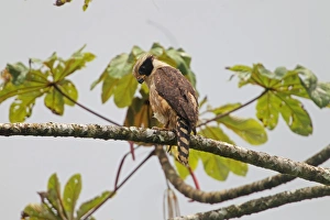 Costa Rican Prints: Laughing Falcon (Herpetotheres cachinnans) adult