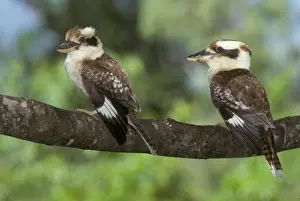 Australia Prints: Laughing Kookaburra (Dacelo novaeguinea) Two perched on branch - Australia