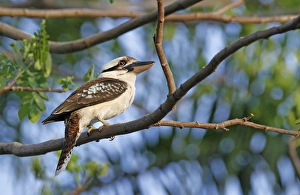 Plateau Prints: Laughing Kookaburra (Dacelo novaeguineae) adult