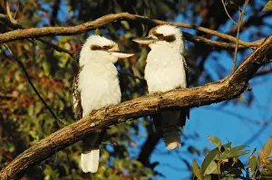 Laughing Kookaburra (Dacelo novaeguineae) adult pair, perched on branch, Eungella N. P. Queensland, Australia, august