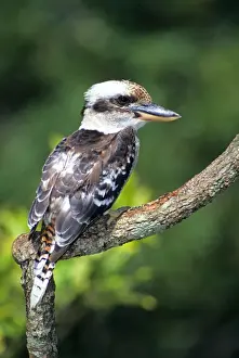 Laughing Kookaburra (Dacelo novaeguineae) Close-up, perched on branch