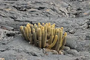 Cacti Prints: Lava Cactus (Brachycereus nesioticus) growing on lava rock, Galapagos Islands