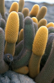 Lava Cactus (Brachycereus nesioticus) Isabela Is. Galapagos