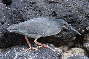 Galapagos Prints: Lava Heron (Butorides sundevalli) adult, hunting amongst rocks, Galapagos, January