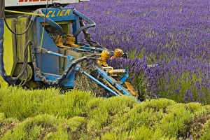 Gloucestershire Prints: Lavender (Lavandula sp. ) crop