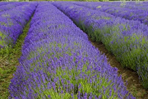Lavender (Lavandula sp. ) crop, flowering in field, Cotswolds, Gloucestershire, England, june