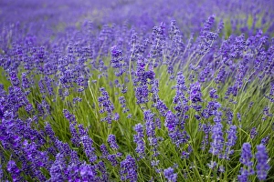 Lavender (Lavandula sp. ) crop, flowering in field, Cotswolds, Gloucestershire, England, june