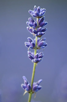 Commercial Prints: Lavender (Lavandula sp. ) crop, close-up of flowers, England, July