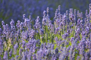 Lavender (Lavandula sp. ) crop, flowering in field, England, July