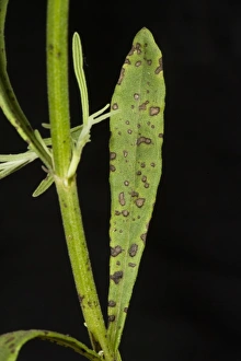 Spot Prints: Lavender leaf spot, Septoria lavandulae, spotting on lavender leaves and stem