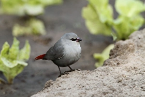 Finches Prints: Lavender Waxbill (Estrilda caerulescens) adult, standing on ground, Gambia, january