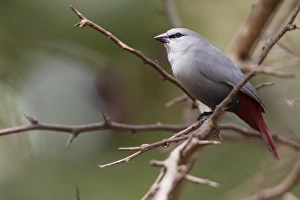 Lavender Waxbill (Estrilda caerulescens) adult, perched on twig, Gambia, january