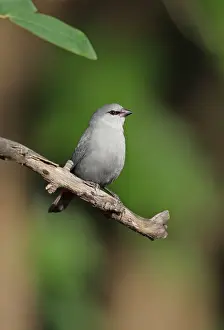 Lavender Waxbill (Estrilda caerulescens) adult male, perched on twig, Mole N. P. Ghana, February