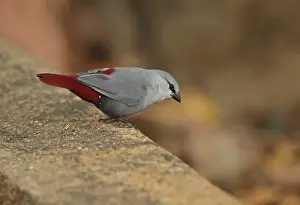 Lavender Waxbill (Estrilda caerulescens) adult male, standing on stone drain, Mole N. P. Ghana, February