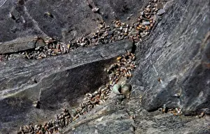 Shell Fish Prints: Laver Spireshell (Hydrobia ulvae) In large numbers on cliff face at high water mark / Camel