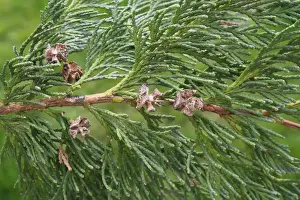 Cone Prints: Lawson Cypress (Chamaecyparis lawsoniana) close-up of open cones