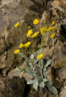 Iberia Prints: Lawsons Hawkweed (Hieracium lawsonii) flowering