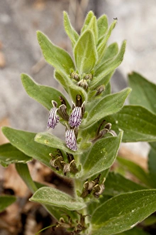 Southeastern Europe Prints: Laxmanns Bugle (Ajuga laxmannii) flowering, Bulgaria, June
