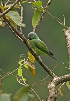 Shower Prints: Layard's Parakeet (Psittacula calthropae) adult female