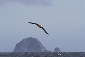 Subarctic Prints: Laysan Albatross (Phoebastria immutabilis) adult