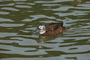 Captive Prints: Laysan Duck (Anas laysanensis) adult female, swimming (captive)