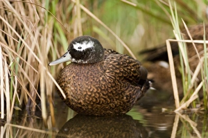 Critically Endangered Prints: Laysan Duck (Anas laysanensis) adult male, standing in water (captive)