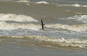 Merseyside Prints: Leach's Petrel (Oceanodroma leucorhoa) adult
