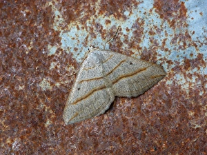 Geometrid Prints: Lead Belle (Scotopteryx mucronata) adult