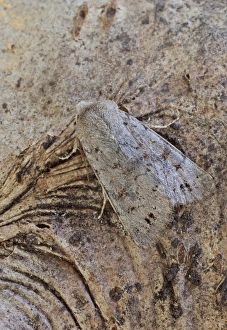 Lepidoptera Prints: Lead-coloured Drab (Orthosia populeti) adult