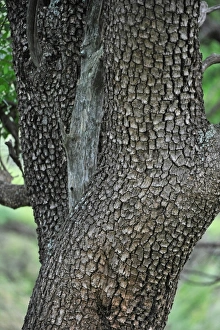 Game Prints: Leadwood (Combretum imberbe) close-up of trunk