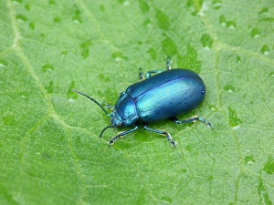 Leaf Beetle (Chrysolina geminata) adult, resting on leaf with raindrops, Dolomites, Italian Alps, Italy, June