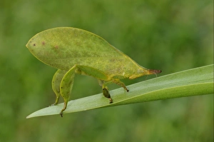 Orthoptera Prints: Leaf Katydid (Typophyllum sp. ) adult, resting on leaf, Iwokrama Rainforest, Guyana