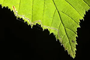 Foodplants Prints: Leaf-miner Moth (Stigmella floslactella) larvae feeding tunnel in Hazel (Corylus sp)