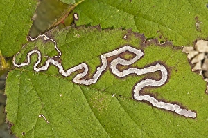 Foodplants Prints: Leaf Mine Moth (Stigmella aurella) larval mine in bramble leaf