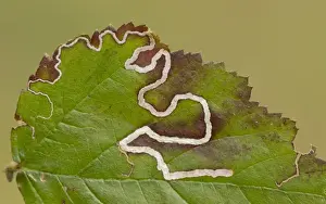 Leaves Prints: Leaf Mine Moth (Stigmella aurella) larval mines in bramble leaf, Yorkshire, England, May
