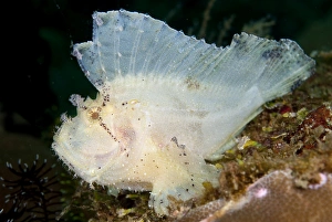 Leaf Scorpionfish (Taenianotus triacanthus) adult, on reef, Ambon Island, Maluku Islands, Banda Sea, Indonesia