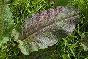 Leaves Prints: Leaf spot, Ramularia rubella, seriously affecting a leaf of broad dock