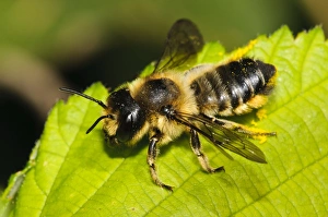 Leafcutter Bee (Megachile ligniseca) adult, resting on leaf, Hadleigh Country Park, Essex, England, July