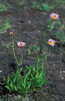 Leafy Aster (Aster foliaceus) Washington State, USA