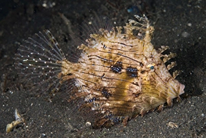 Leafy Filefish (Chaetodermis penicilligera) adult, swimming at night, Lembeh Straits, Sulawesi, Sunda Islands