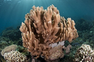 Corals Prints: Leather Coral (Lobophytum compactum) in reef