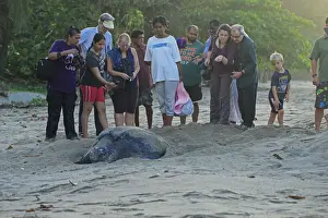 Leatherback Turtle (Dermochelys coriacea) adult female, digging hole and laying eggs in sand on beach at dusk