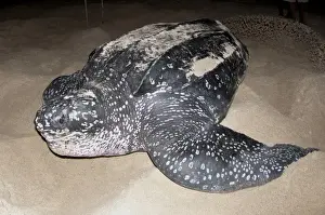 Sandy Prints: Leatherback Turtle (Dermochelys coriacea) adult female