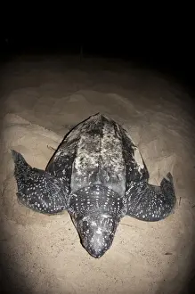 Leatherback Turtle (Dermochelys coriacea) adult female, returning to sea after laying eggs in sand at night